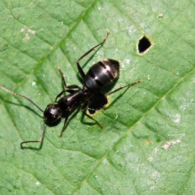 Argentine Ant