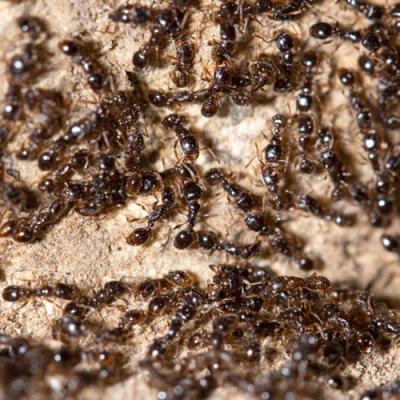 Pavement Ants