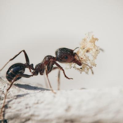 Odorous House Ant