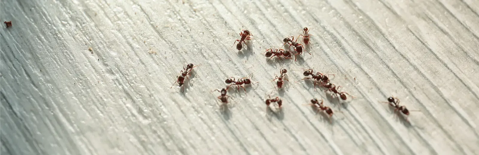 ants on kitchen floor
