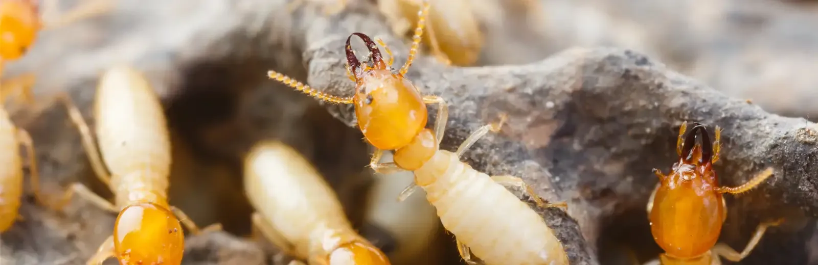 termites on wood