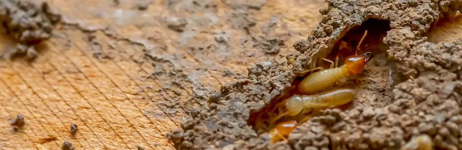 termites on wood