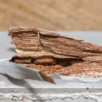 Termite Damage