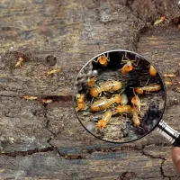 Termite Inspection