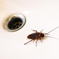 American Cockroach Crawling in Sink