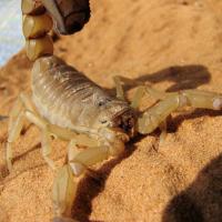 scorpion