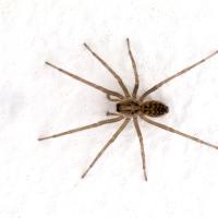 common_house_spider