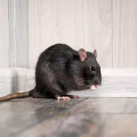 mouse-in-house
