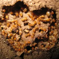 a termite colony