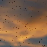 birds flying in the sunset