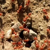 fire-ants