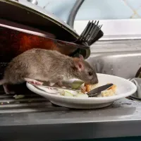 mouse_in_sink