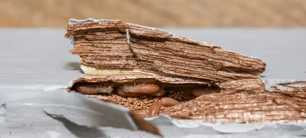 Termite Damage