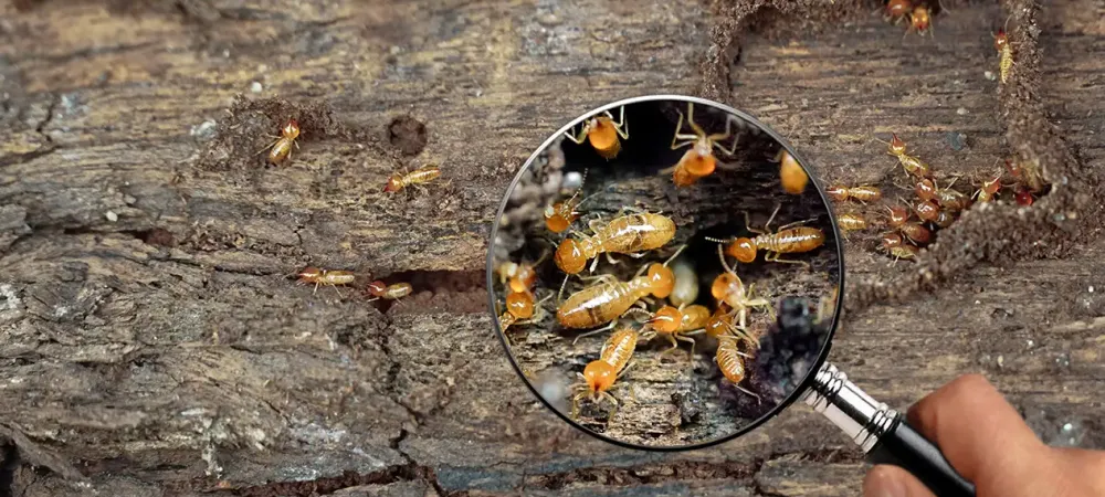Termite Inspection