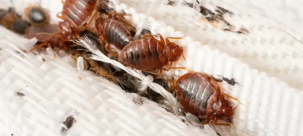 Bed Bugs in Mattress Seam