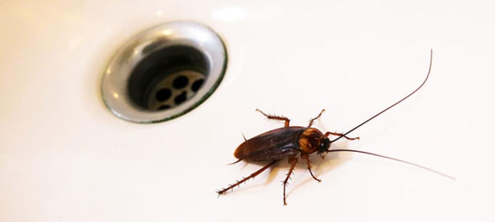 American Cockroach Crawling in Sink