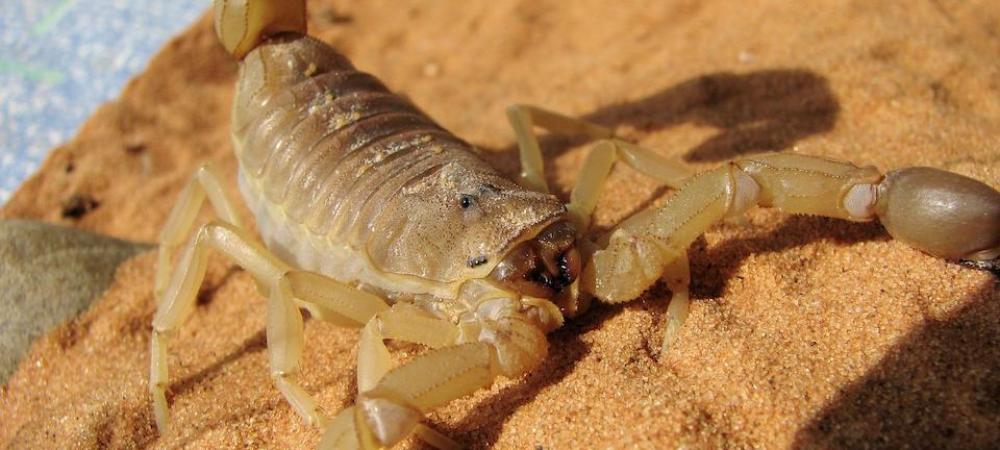 scorpion