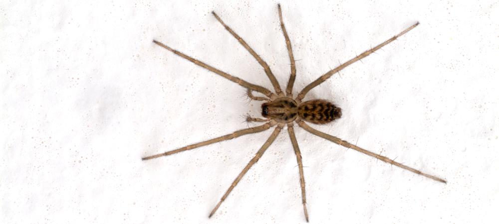 common_house_spider