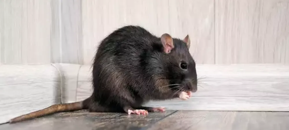 mouse-in-house
