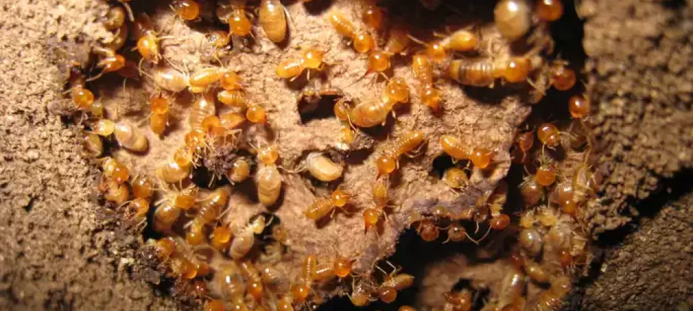 a termite colony
