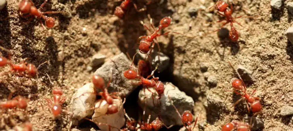 fire-ants