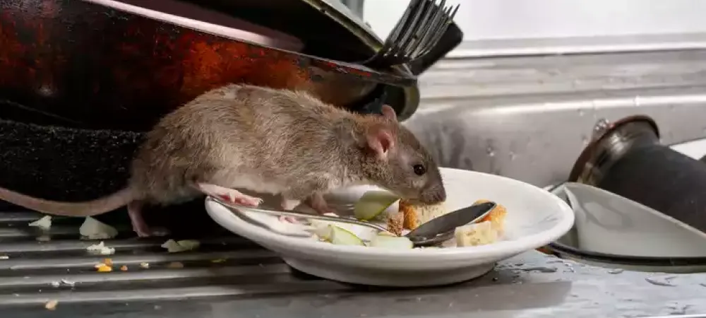 mouse_in_sink