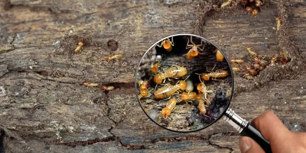 Termite Inspection