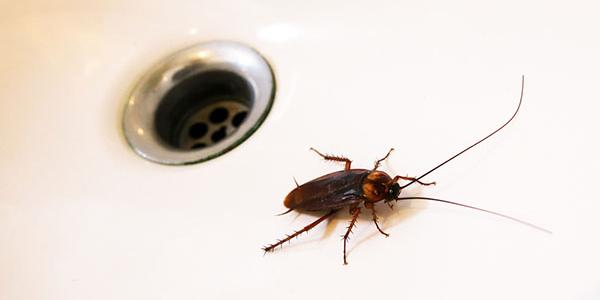 American Cockroach Crawling in Sink