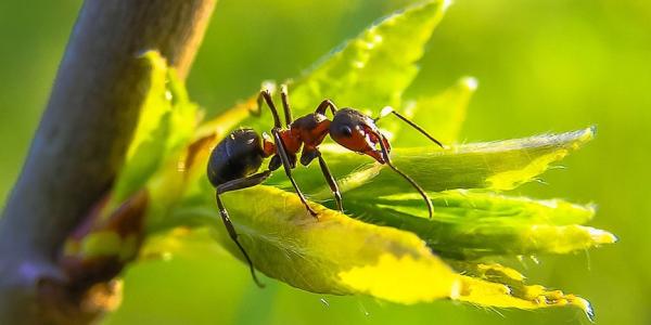 Ant sitting on leaf