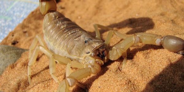 scorpion