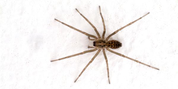 common_house_spider