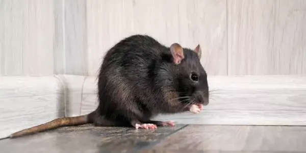 mouse-in-house