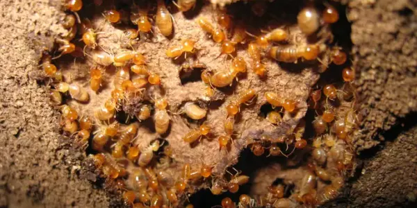 a termite colony