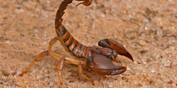scorpion
