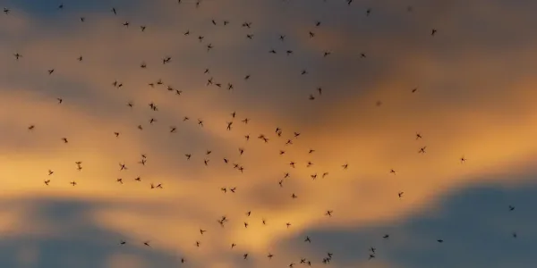 birds flying in the sunset