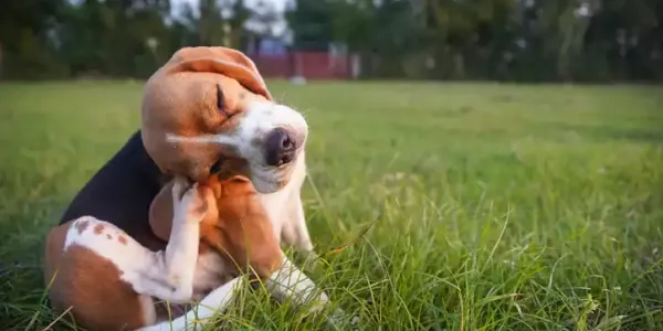 Dog Itching