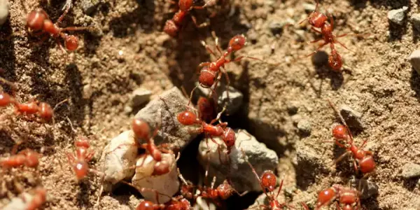 fire-ants