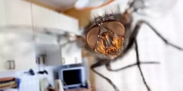 flies_in_home