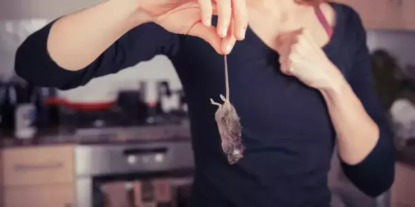 Rodent infestation