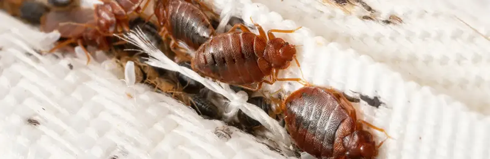 Bed Bugs in Mattress Seam