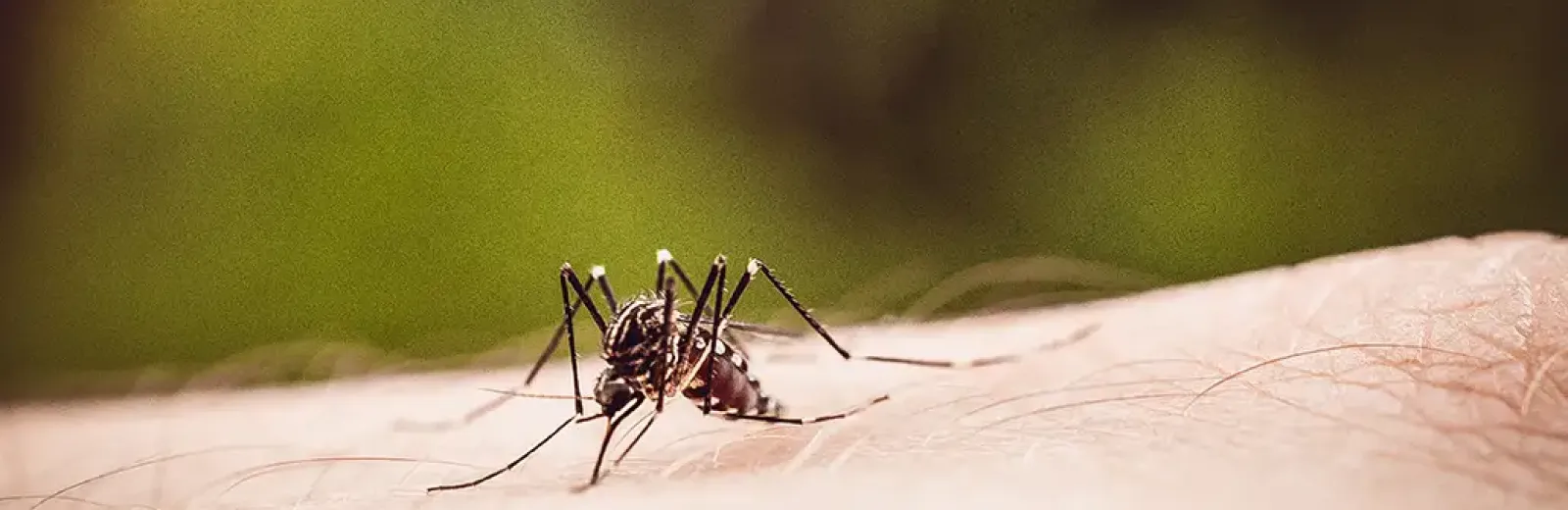 a close up of a mosquito on skin