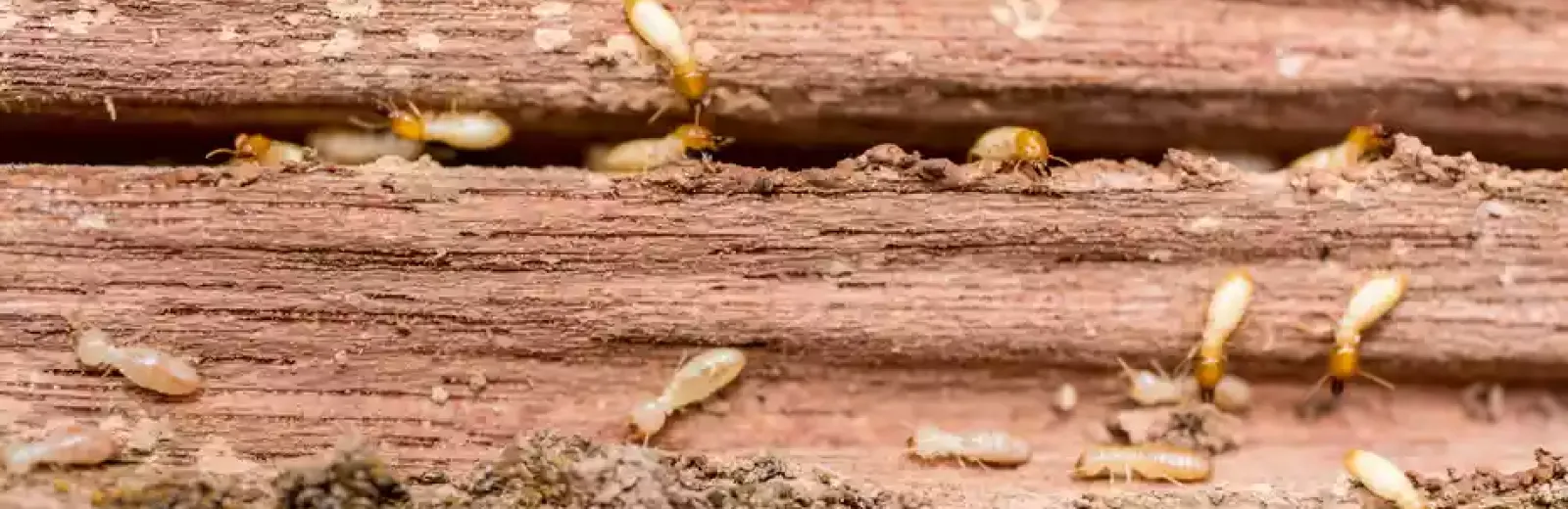 a termite infestation in wood