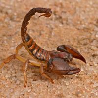 scorpion