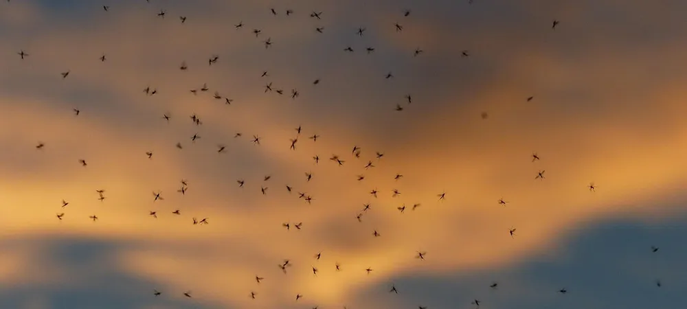 birds flying in the sunset